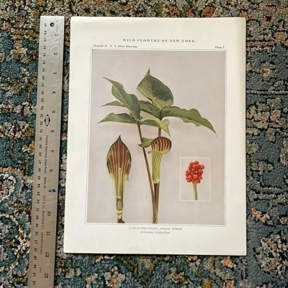 Botanical Plant Print Original Jack in The Pulpit plant